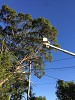 Powerline clearing