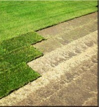 Sod Installation