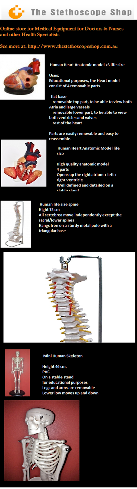 Anatomical Models & Skeletons - The Stethoscope Shop