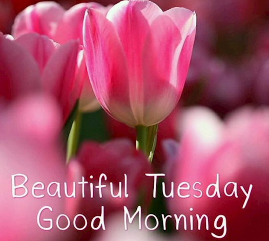 20 Best Happy Tuesday Morning Messages