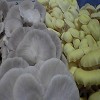 Phoenix & Yellow Oyster Mushrooms