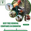 Best Tree Removal Companies In Edmonton