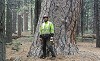 Tree Removal Near Me - Urban Forestry Initiative