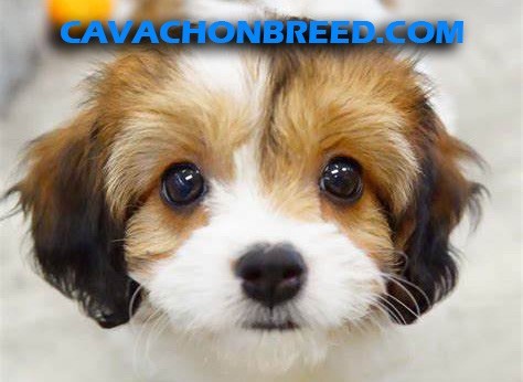 Cavachon Breed