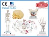 Find the Medical Charts and Models Exporter in India