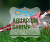 aquarium shrimp