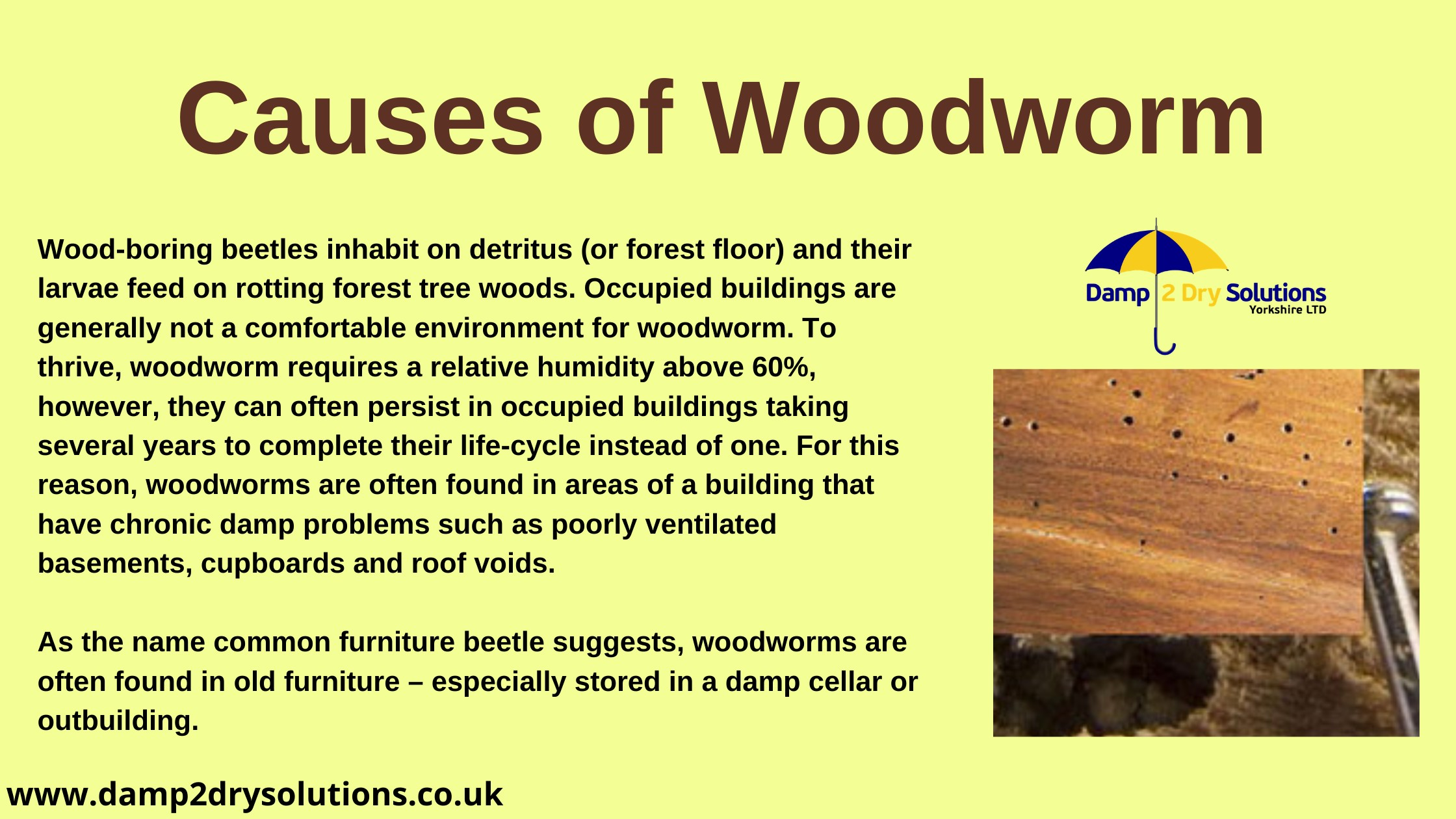Woodworm/Woodlice Specialists in Yorkshire