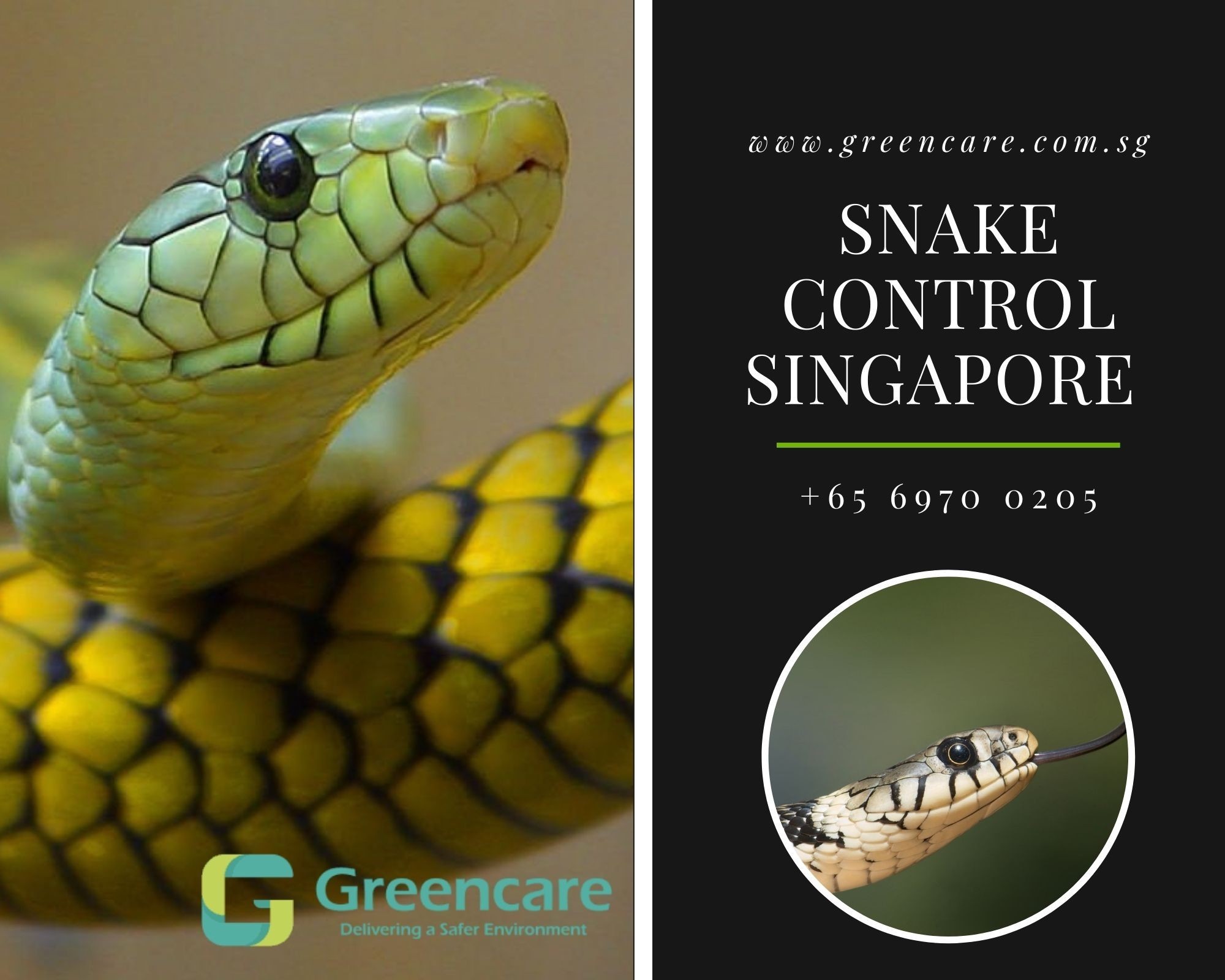 Snake Control Singapore - Greencare