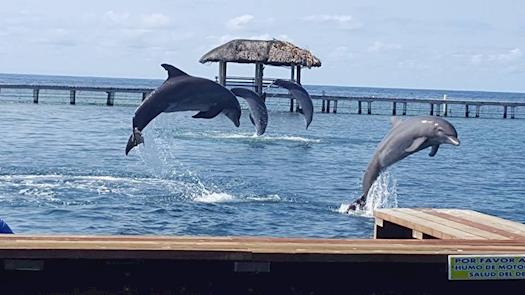 Roatan Deep Sea Fishing