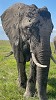 Eelphant in Amboseli National Park