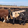 Raynesford, MT - Steer Calves