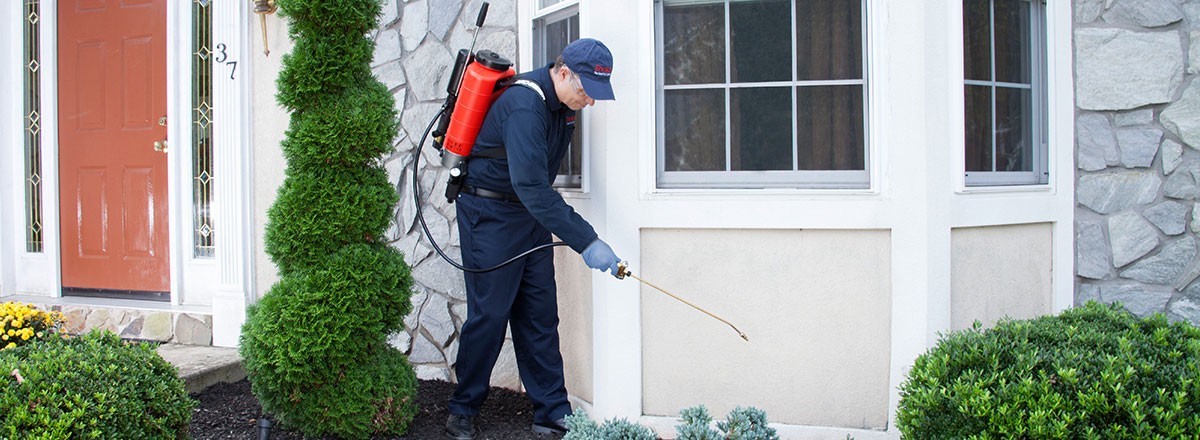 Expert Pest Control You Can Rely On