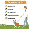 Let your dog roam