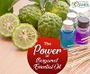 The Power Of Bergamot Essential Oils