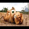 Lion's Workout