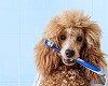 Best Veterinarian For Dog Teeth Cleaning in Mount Pleasant, SC