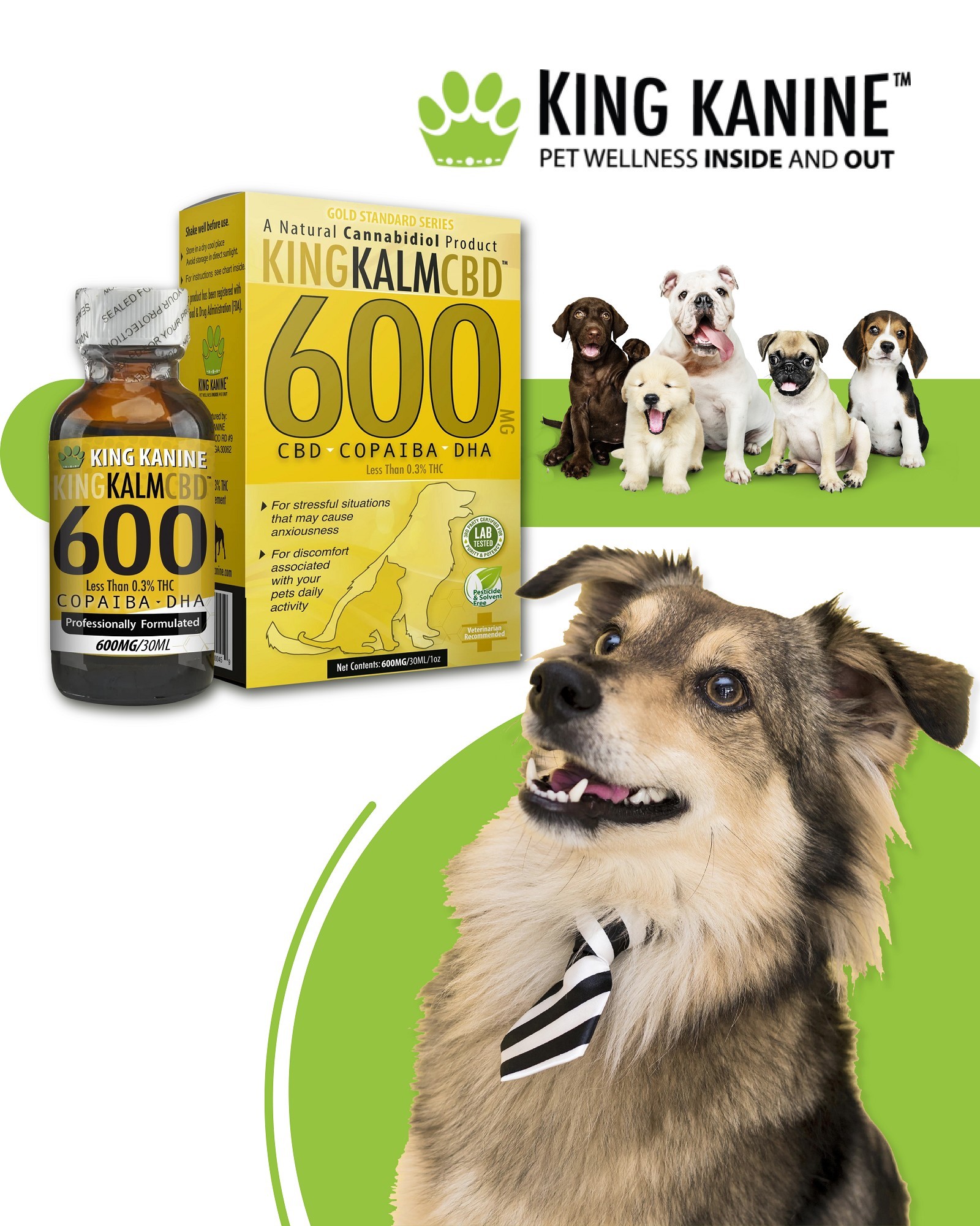 CBD Benefits for Dogs
