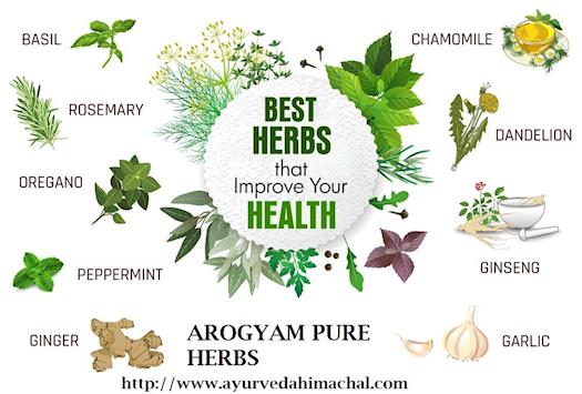 Best Herbs To Improve Health