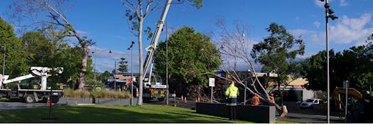 Caboolture Tree Removal Redcliffe