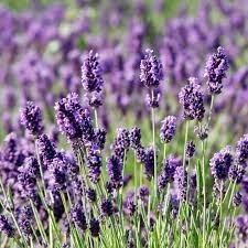 lavendel