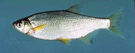 Shiner Fish Threatened with Extinction!