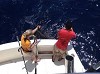 Pacific Sailfish