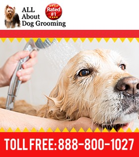 Dog Grooming Training Courses