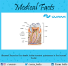 MEDICAL FACT OF THE DAY- CURAA 