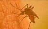 Specializing in Mosquito and Tick Control on Long Island – Mosquito Brothers