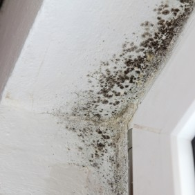 Mold Doctor