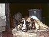 Animal Portraits