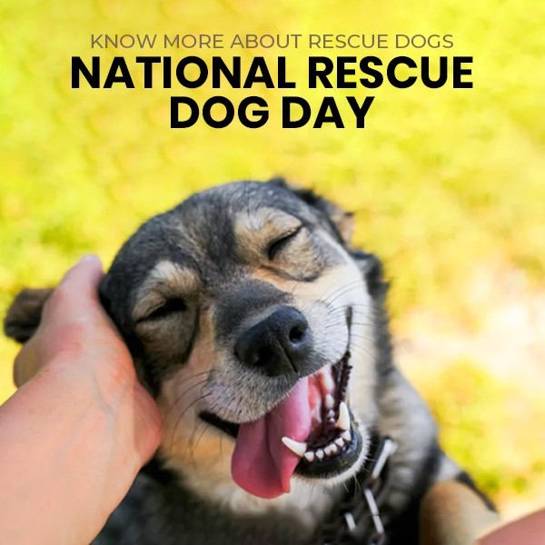 Know More about Rescue Dogs | National Rescue Dog Day 