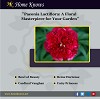 Paeonia Lactiflora: The Ultimate Guide (2023 Updated)