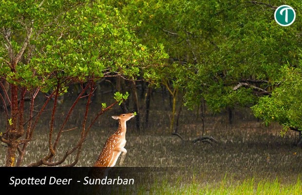 Sundarban package tour from Kolkata