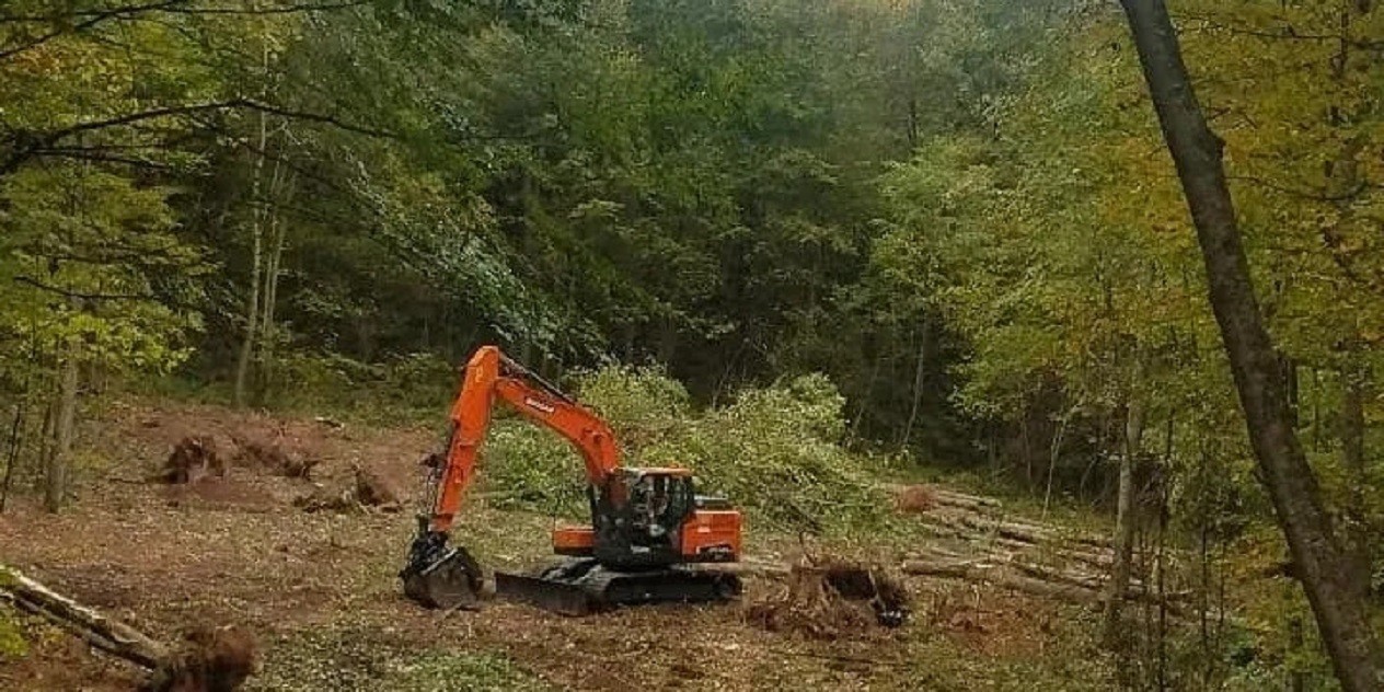State College Tree Removal