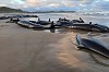  Tasmania’s Dolphin Tragedy: Why Over 150 False Killer Whales Got Stranded