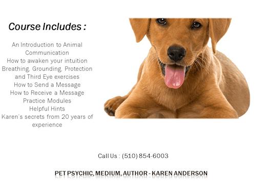 Learn Animal Communication Tips and Books