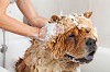 Dog Wash Service