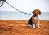  Beagle Puppies in Bangalore Call @ 8951-180-666