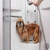 Dog wash