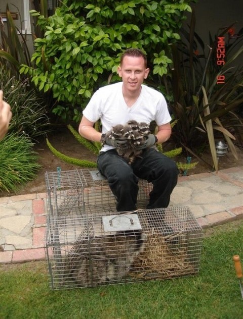 Humane Raccoon Capture & Removal - Los Angeles