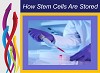 Stem Cell Processing and Storage - Stemology.co.uk