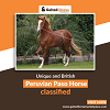 Peruvian Paso Horse  is a unique and British Peruvian Paso Horse