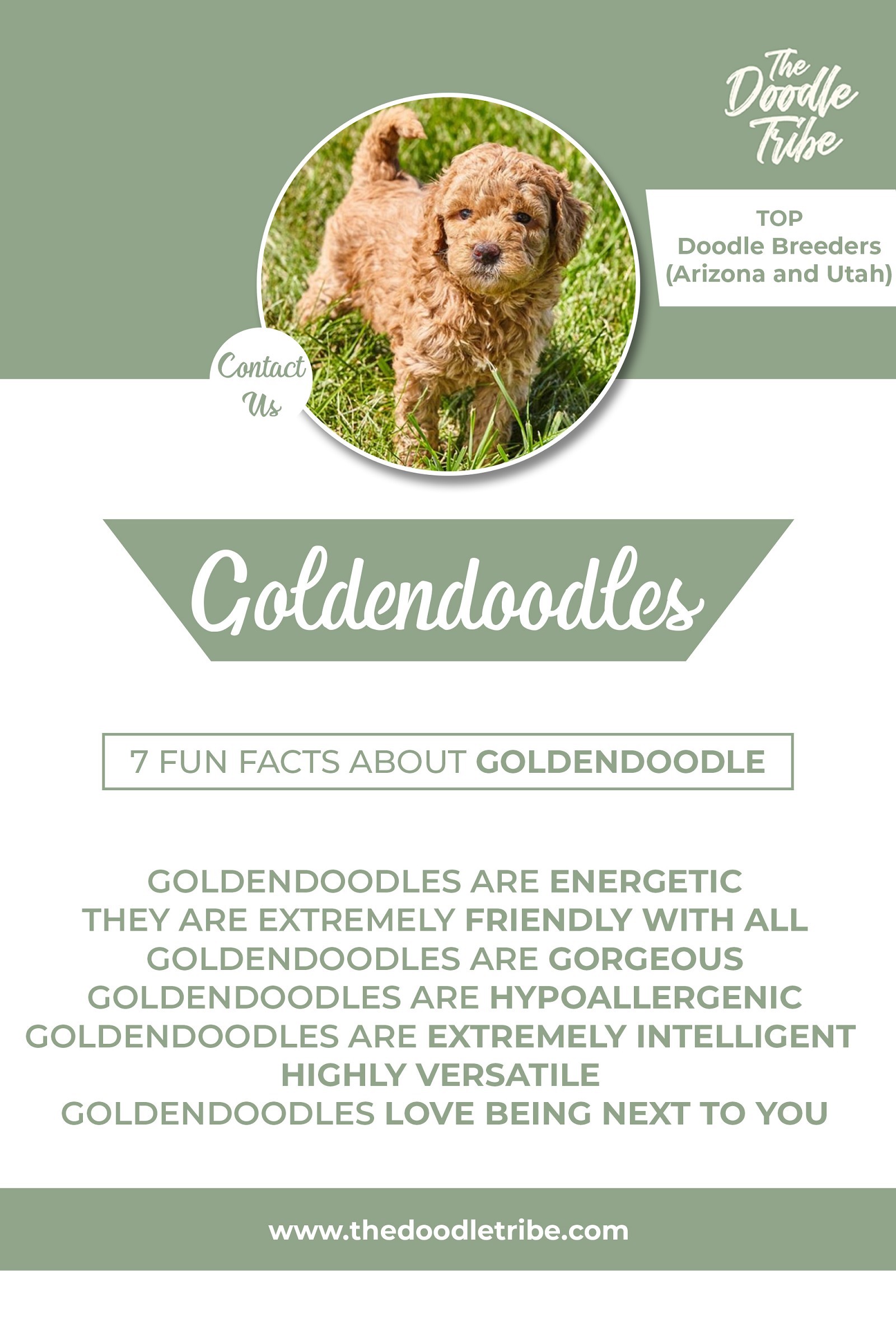 About Goldendoodle - Goldendoodle Arizona