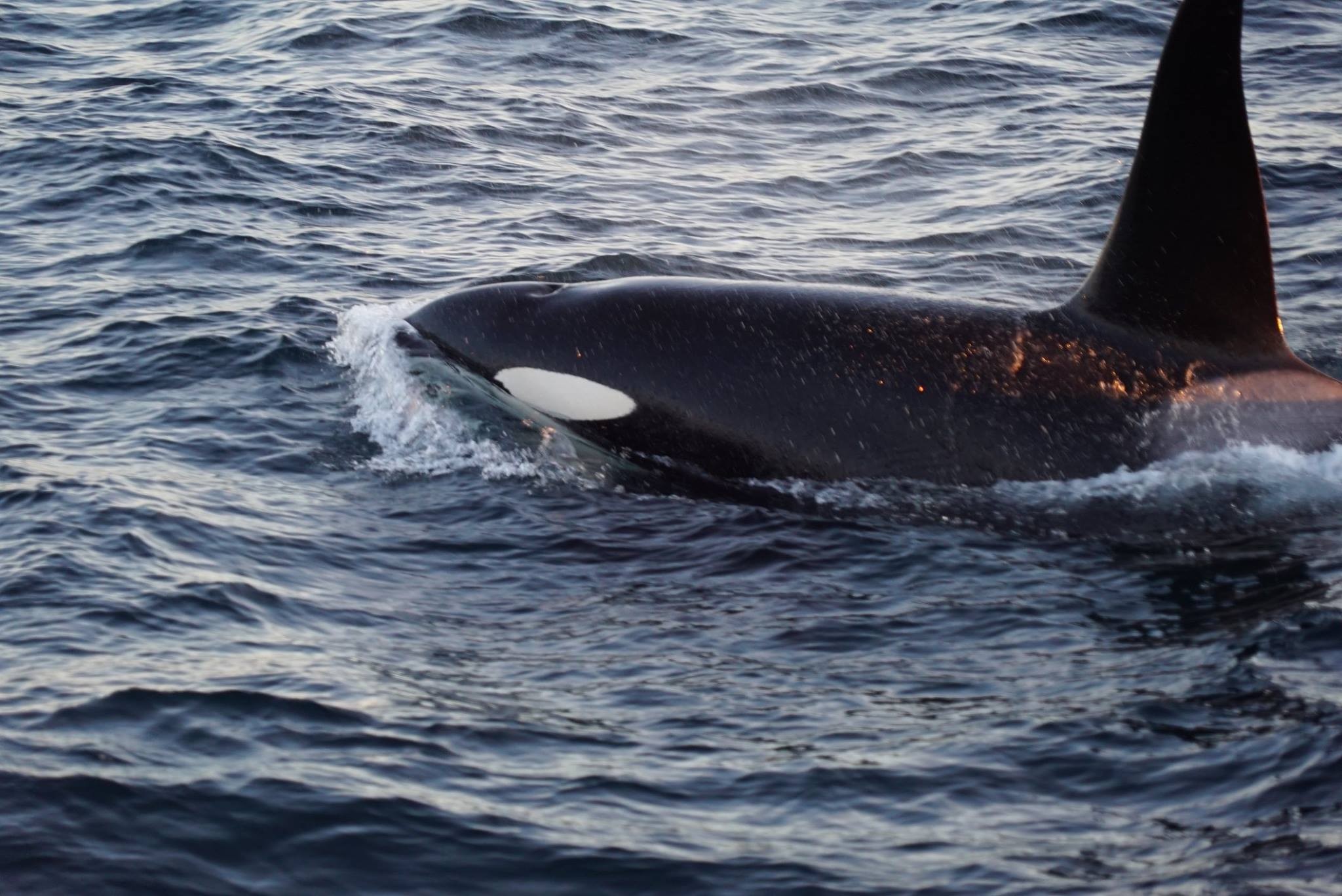 Whale safari Norway Tromso
