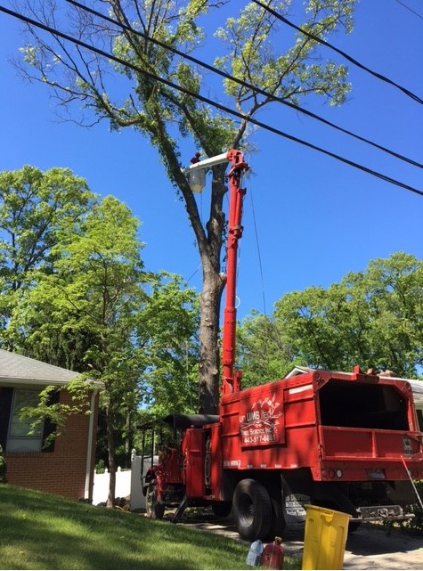 Bowie MD, Tree Service | Tree Removal | Tree Trimming