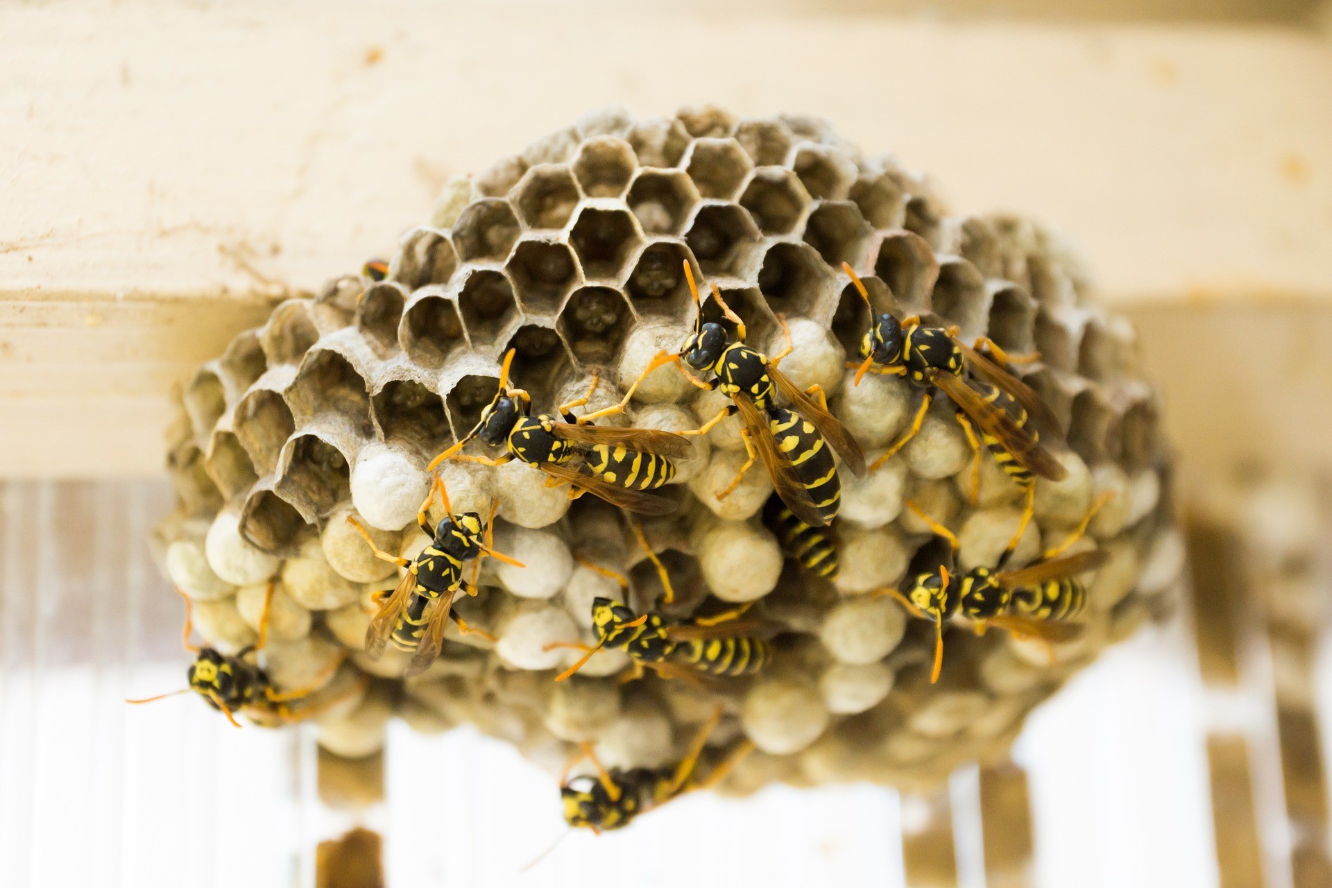 Wasp Control Adelaide