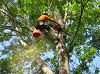 Reliable Tree Services Somerville NJ