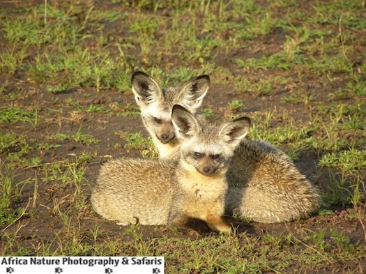 BAT EARED FOXES.