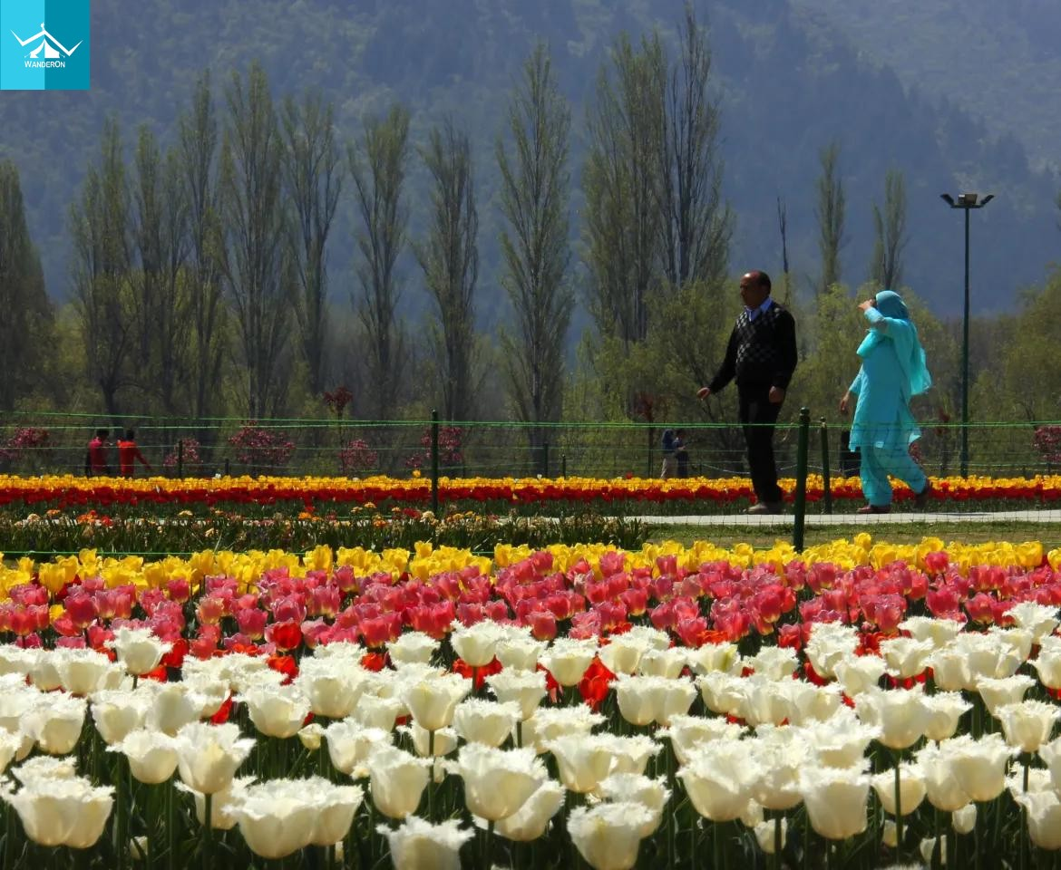 Experience the Vibrant Charm of Tulip Festivals in Kashmir